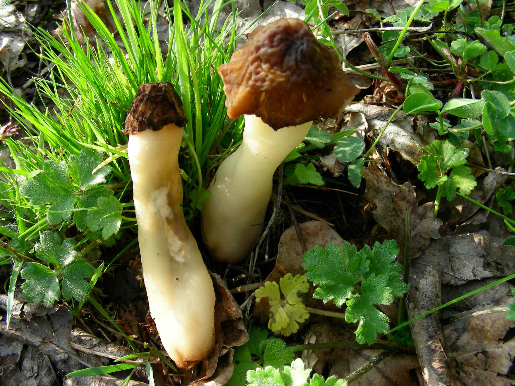 1979 Aprile vecchio ritrovamento